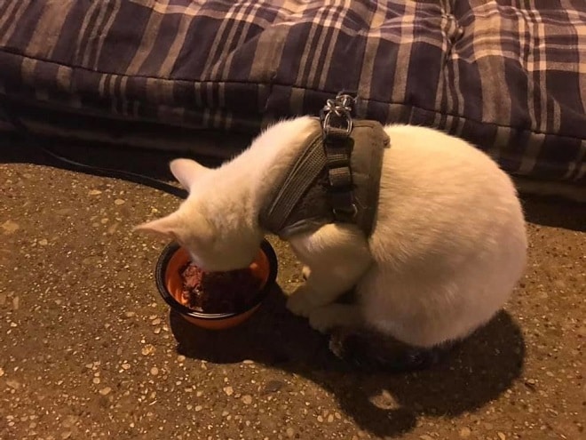 Кот ест Кот кушает