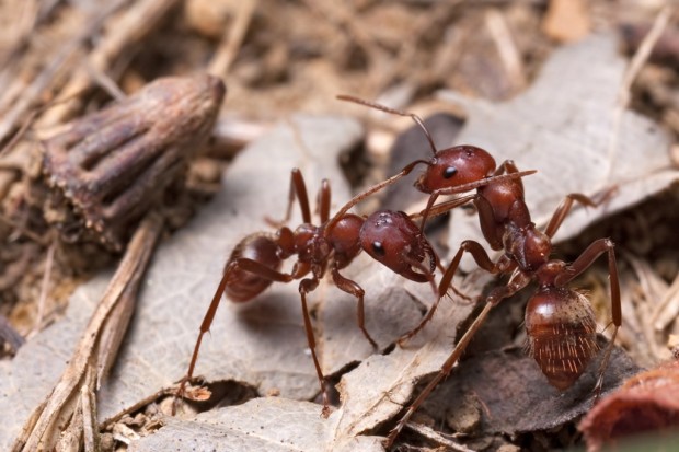 Муравьи-амазонки или муравьи-рабовладельцы (лат. Polyergus) (англ. Amazon ants)