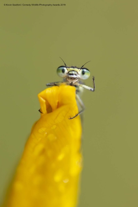 Финалисты конкурса Comedy Wildlife Photography Awards: самые забавные фотки из мира дикой природы за 2019 год Фотография, Дикая природа, Животные, Птицы, Длиннопост