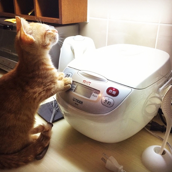 20 кошек, которые любят тепло больше, чем кто-либо кошки которые любят тепло, кошки и солнце