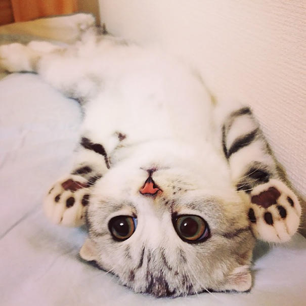 Самые милые котята на свете Самые милые котята на свете