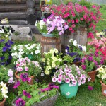 Дачный участок: 33 красивых цветника на даче Дачный участок: 33 красивых цветника на даче