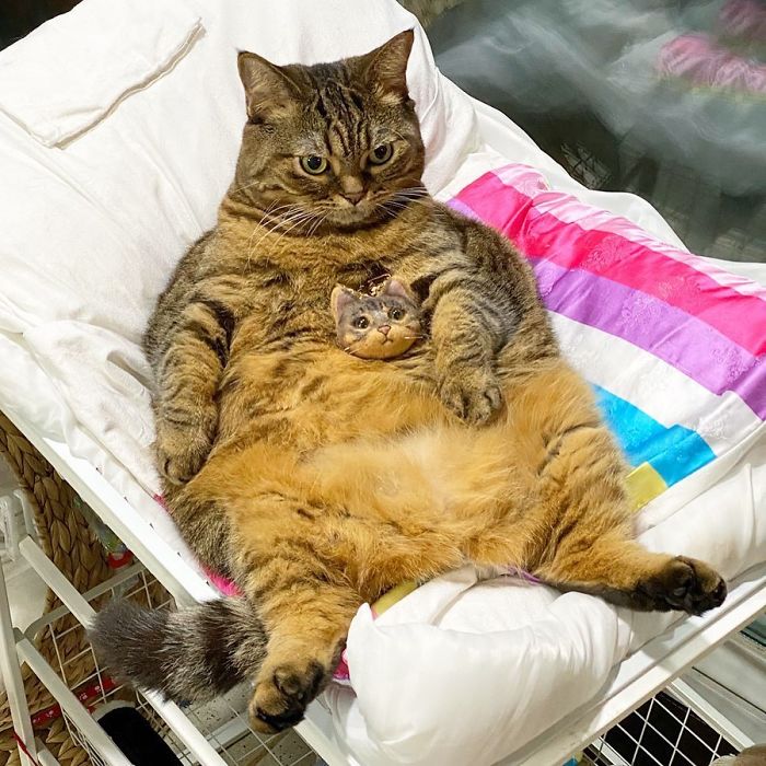 11 милых фото кота Мангго, которого так и хочется потискать