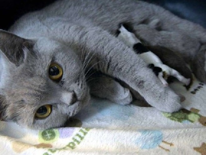 Кормящая кошка Британская кошка
