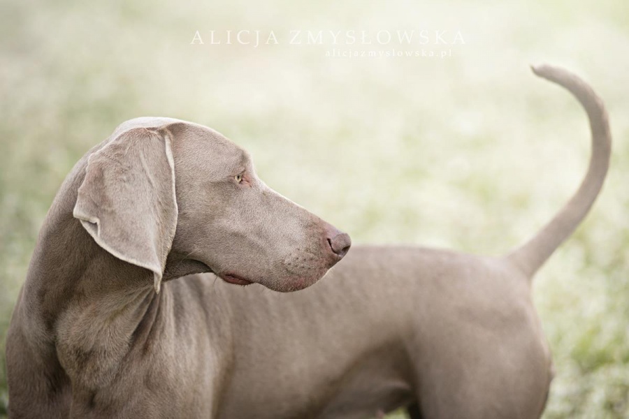 Фотограф Алисия Змысловска  и её фотопортреты собак
