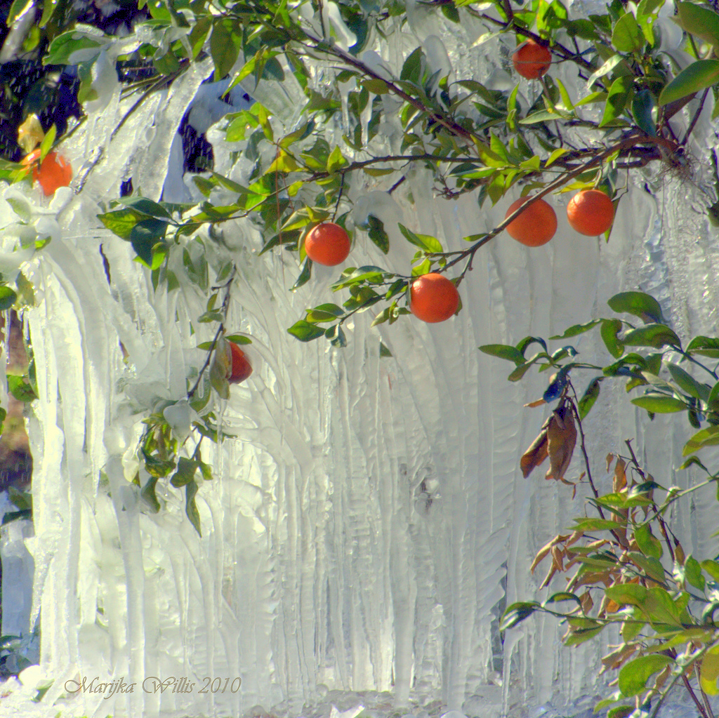 Замёрзшие апельсины во Флориде
