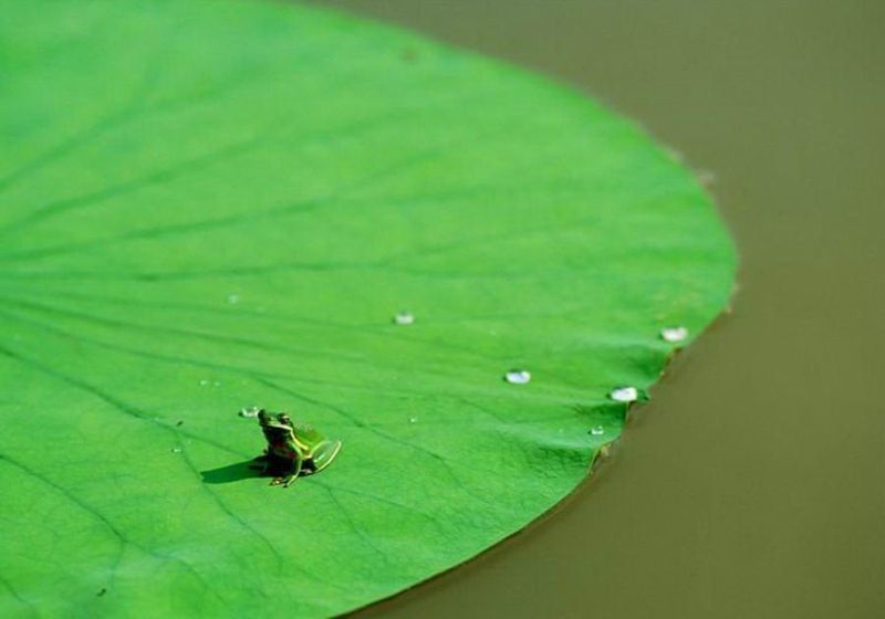 Великолепные моменты из мира животных (60 фото) Великолепные моменты из мира животных (60 фото)