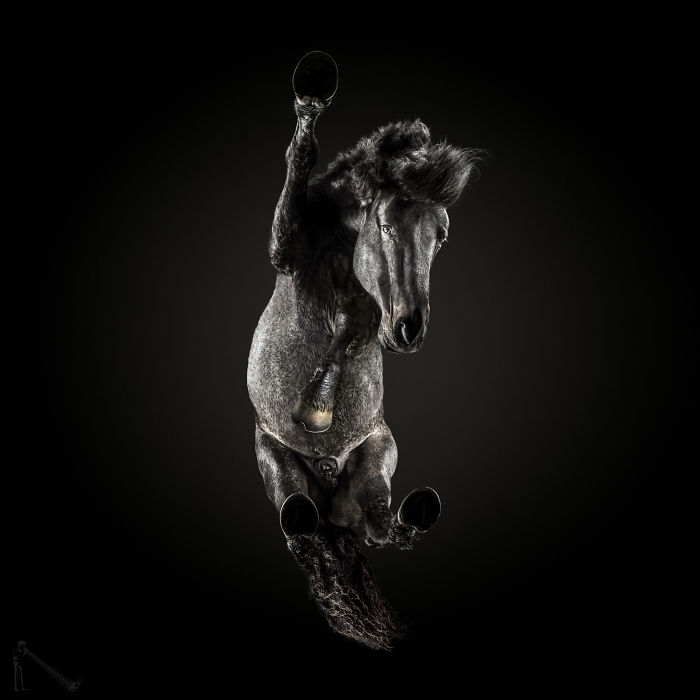 Under-horse: I Photograph Horses From Underneath