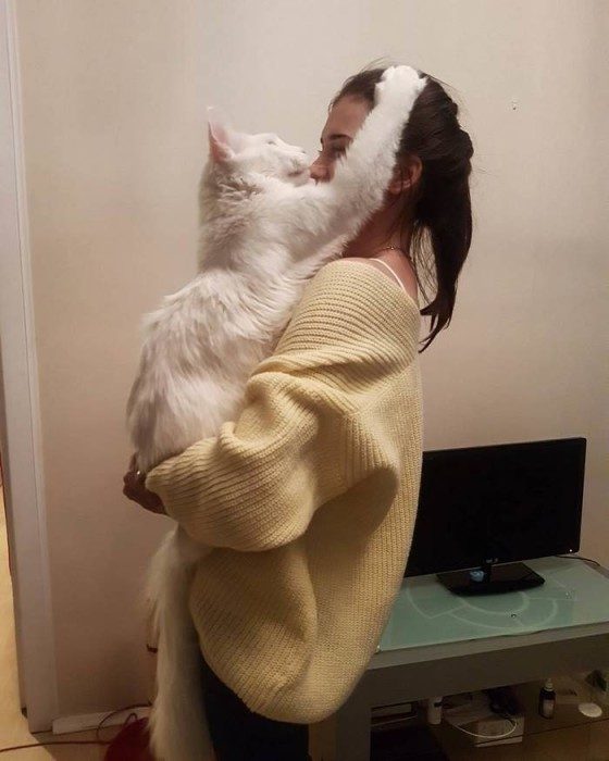 Кот Тихон, который очень любит обниматься Кот Тихон, который очень любит обниматься