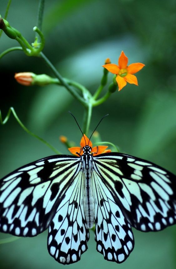 Гусеницы «малого монарха» (Danaus cbrysippus) питаются соком трав, выделяющих токсические вещества. Позже появившаяся из куколки бабочка - ядовита, птица, проглотившая такую бабочку, может умереть. Гусеницы «малого монарха» (Danaus cbrysippus) питаются соком трав, выделяющих токсические вещества. Позже появившаяся из куколки бабочка - ядовита, птица, проглотившая такую бабочку, может умереть. бабочки, интересное, красота, насекомые