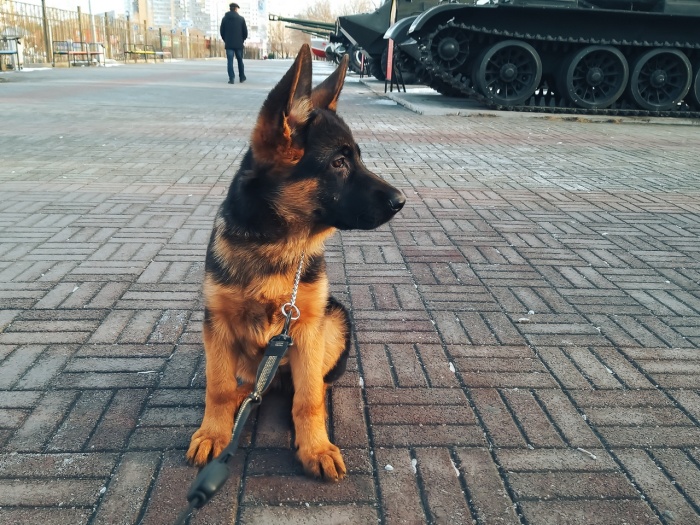 С овчаркой нужно работать. |Фото: zamyatin.club. С овчаркой нужно работать. |Фото: zamyatin.club.