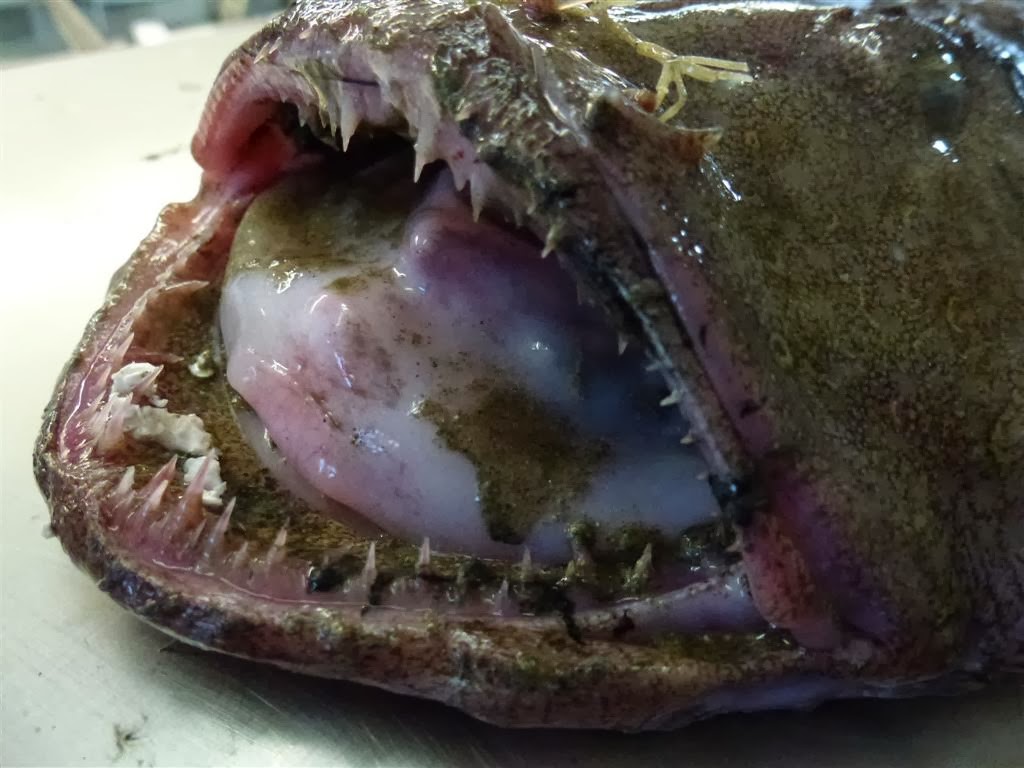 Как женится морской черт Как женится морской черт