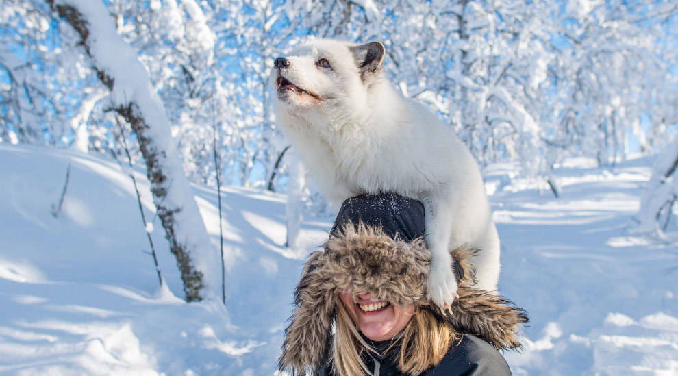 Снежный песец