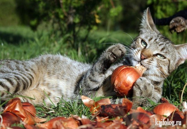 Коты, которые знают толк в еде (40 фото) Коты, которые знают толк в еде (40 фото)