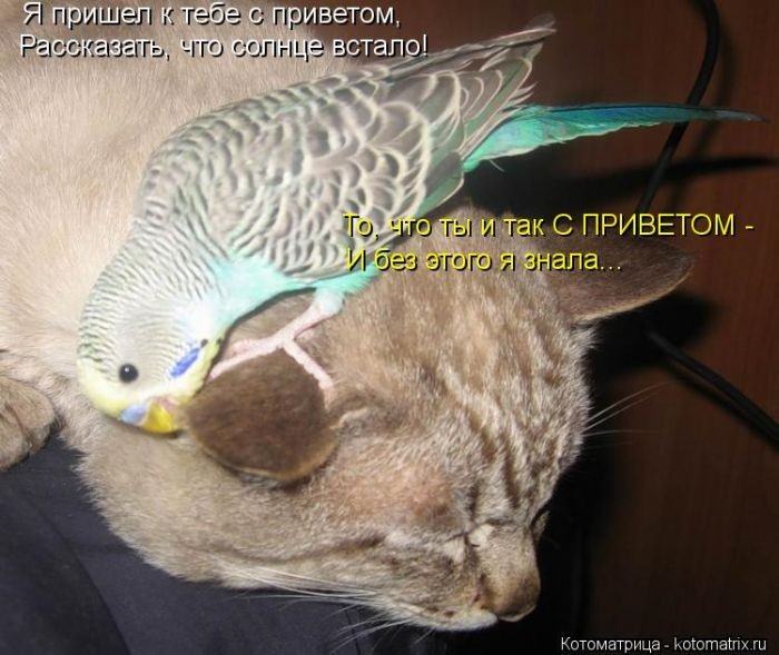 Без кота жизнь не та (50 фото ) Без кота жизнь не та (50 фото )