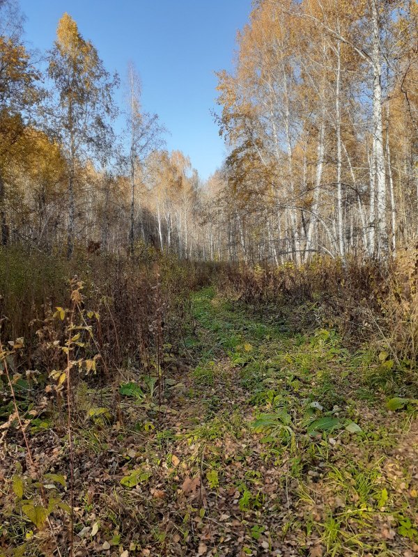 "Бабье Лето"...... , или золотой октябрь