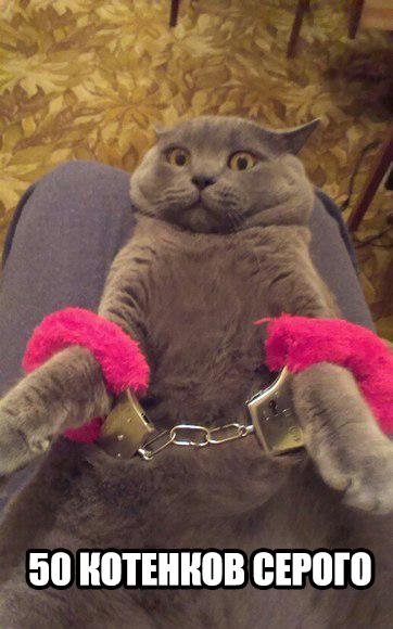 Прикольные фотомемы (30 шт) Прикольные фотомемы (30 шт)