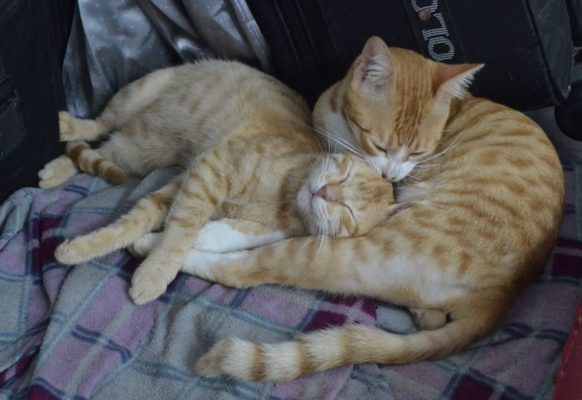 Влюбленные котейки Влюбленные котейки