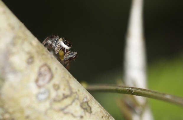 Паук-вегетарианец Bagheera kiplingi (лат. Bagheera kiplingi) (англ. Vegetarian spider)