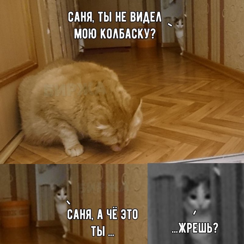 Ну очень остроумные подписи к картинкам Ну очень остроумные подписи к картинкам