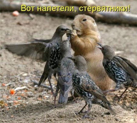 Смешные картинки о животных с подписями.