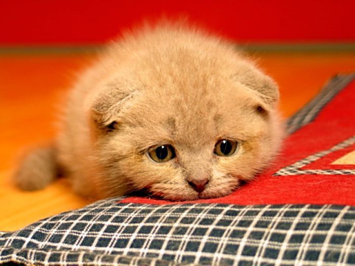Как кошки чувствуют скорую смерть человека? Как кошки чувствуют скорую смерть человека?