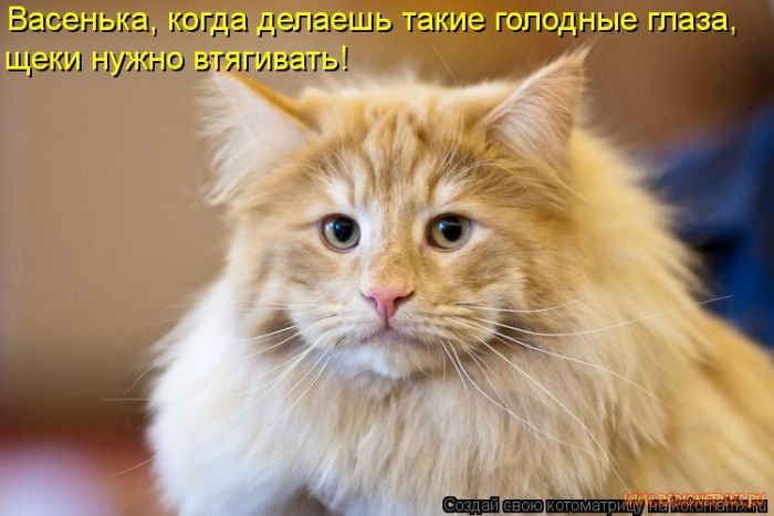 Котоматрицы великолепные, каждая с кусочком позитива и хорошего настроения!!! Котоматрицы великолепные, каждая с кусочком позитива и хорошего настроения!!!