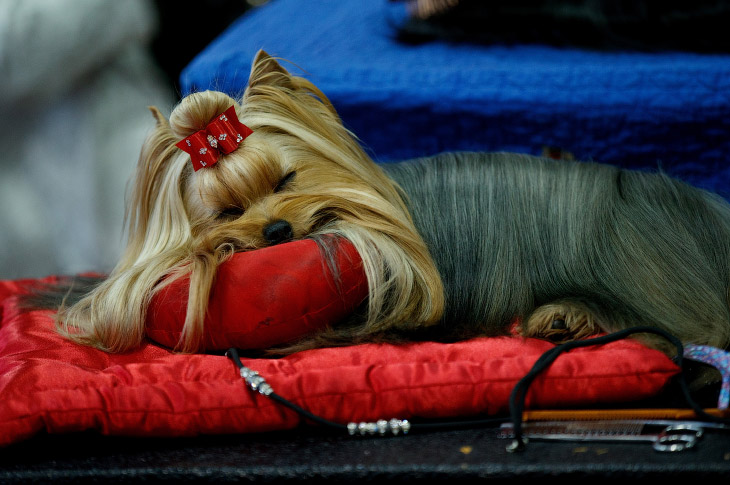   Westminster Kennel Club 2017