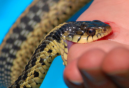 Фотография: 12 мифов о выживании, представляющих реальную опасность №2 - BigPicture.ru