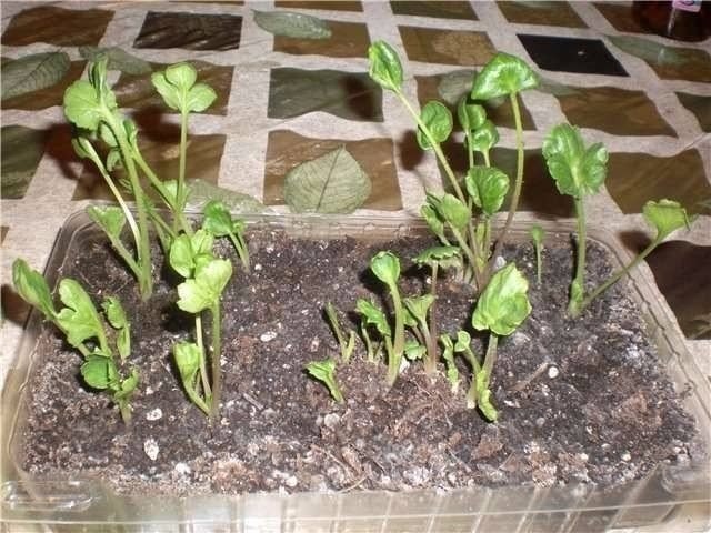 3937411_image_5 (640x480, 75Kb)
