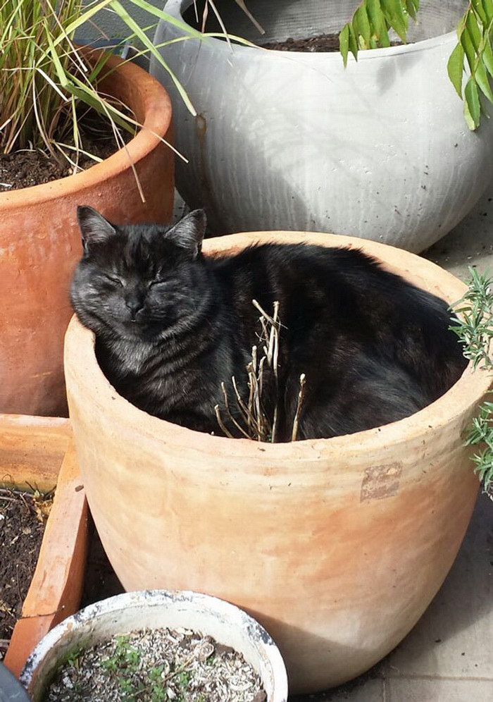 Пришла весна и зацвели... коты.