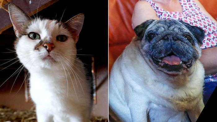 15-летняя кошка Азурия и девятилетний мопс Рамзес. Фото: Yves Herman. 15-летняя кошка Азурия и девятилетний мопс Рамзес. Фото: Yves Herman.