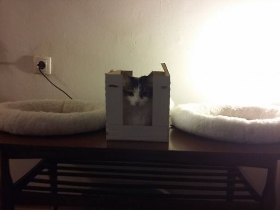 Кошачья логика Кошачья логика