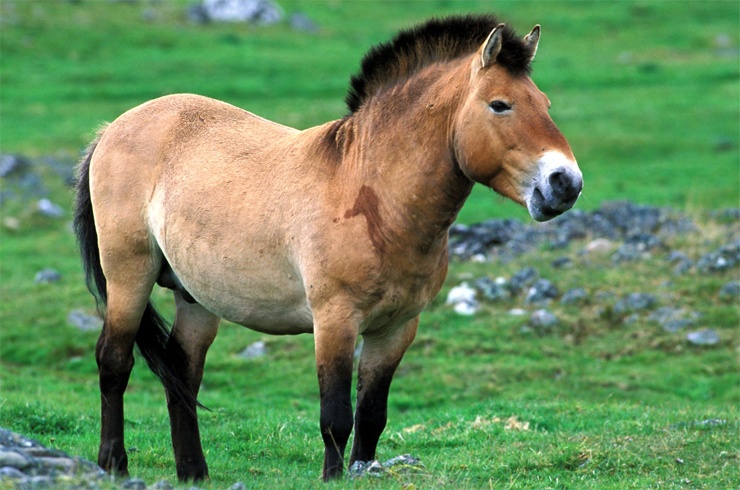 Самые редкие животные Самые редкие животные