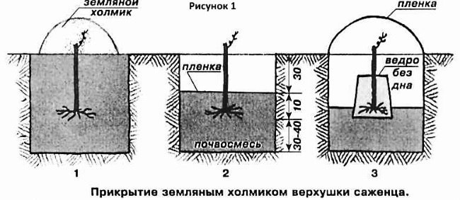 Посадка саженцев винограда весной