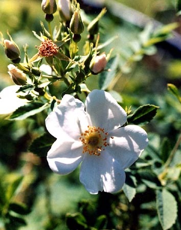 Шиповник илийский / роза Сильвергельма (Rosa iliensis)