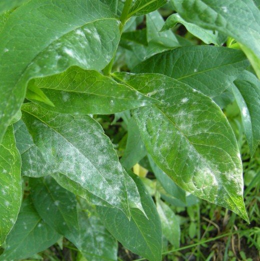 Мучнистая роса (Powdery mildew)