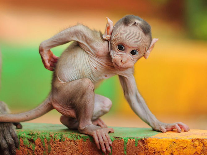 Лучшие фотографии National Geographic в июле