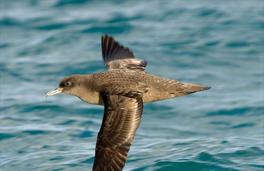 "Официальные" рекорды животных рекорд, животные