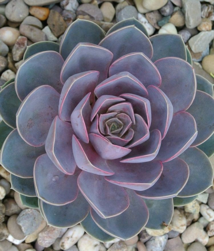 10. Echeveria Hybrid Perle Von Nurnberg 10. Echeveria Hybrid Perle Von Nurnberg дом, растения