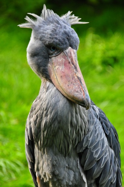 Китоглав или королевская цапля (лат. Balaeniceps rex) (англ. Shoebill, нем. Schuhschnabel)