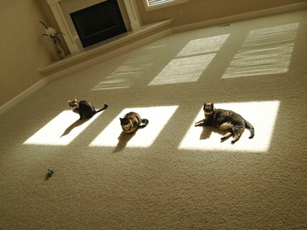 20 кошек, которые любят тепло больше, чем кто-либо кошки которые любят тепло, кошки и солнце