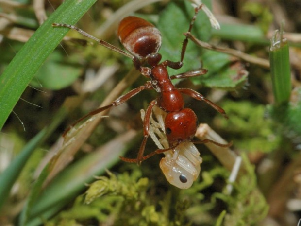 Муравьи-амазонки или муравьи-рабовладельцы (лат. Polyergus) (англ. Amazon ants)