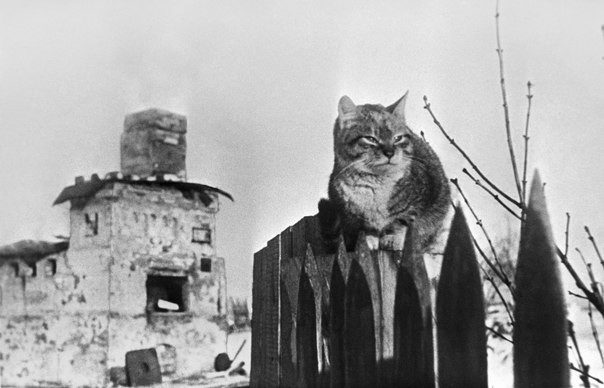 Как коты на Руси помогали крестьянам, попам и императорам Как коты на Руси помогали крестьянам, попам и императорам