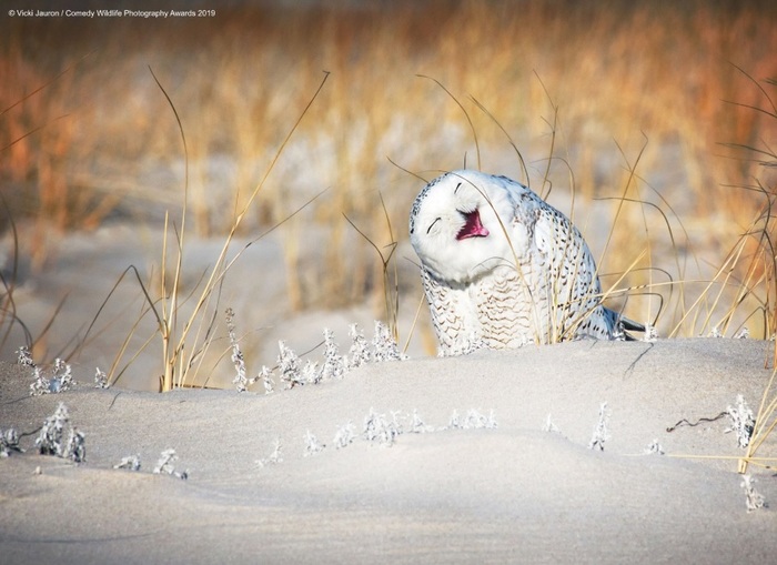 Финалисты конкурса Comedy Wildlife Photography Awards: самые забавные фотки из мира дикой природы за 2019 год Фотография, Дикая природа, Животные, Птицы, Длиннопост