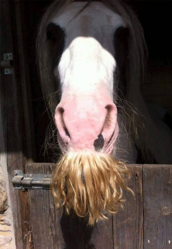 Horse-Moustaches