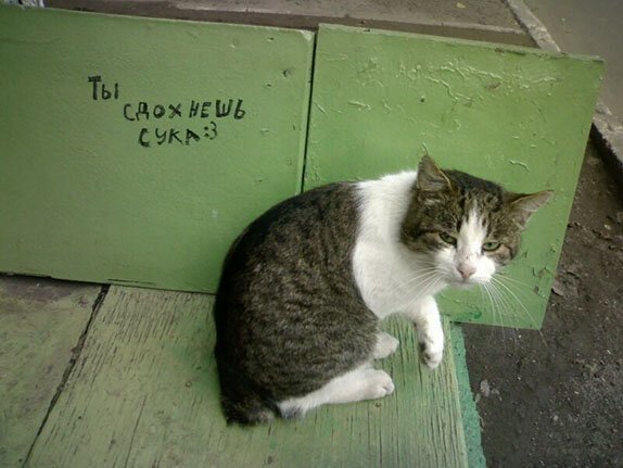 ПРИКОЛИСЬ ПРИКОЛИСЬ