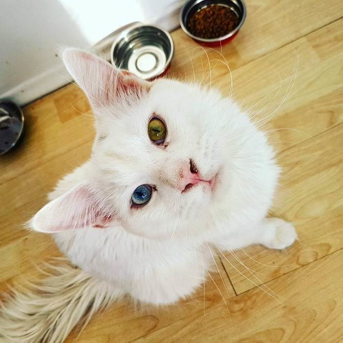Кот Тихон, который очень любит обниматься Кот Тихон, который очень любит обниматься