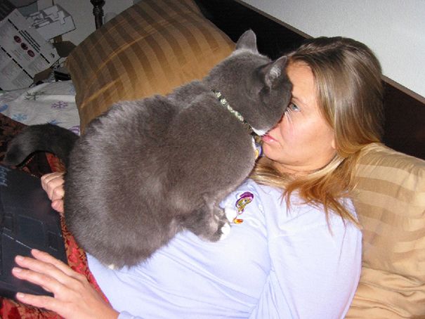20 кошек, которые плевать хотели на твоё личное пространство 20 кошек, которые плевать хотели на твоё личное пространство