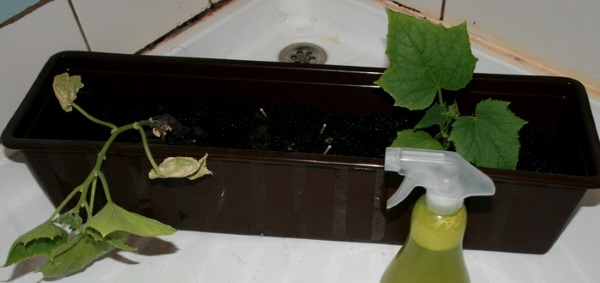 Как выращивать огурцы круглый год в домашних условиях?